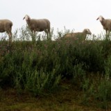 2007H 134 Unstrut Saale Elbe